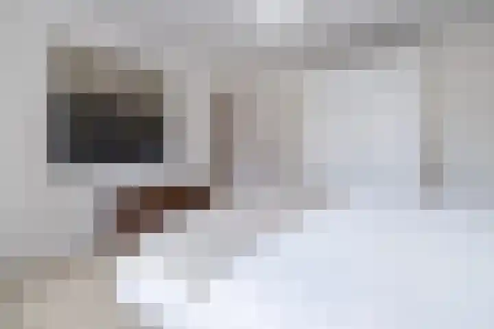 Tuilland 11 Doorn thumbnail 17