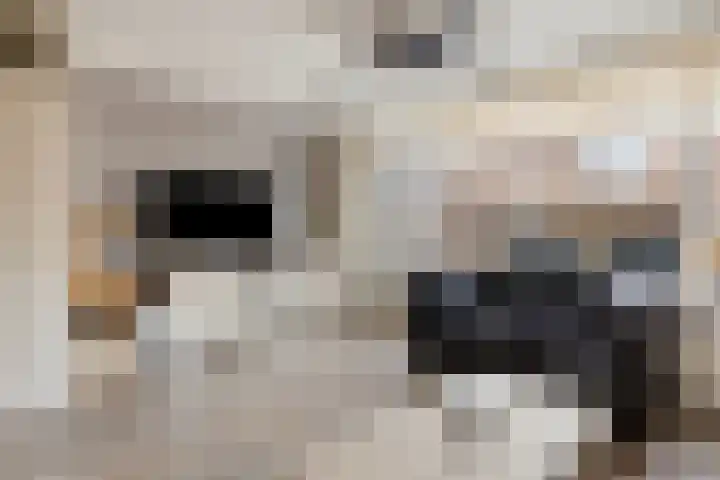 Tuinfluiter 26 Sommelsdijk thumbnail 13