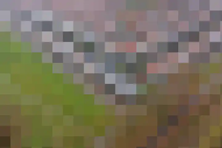 Tuinlaan 129 Borne thumbnail 48