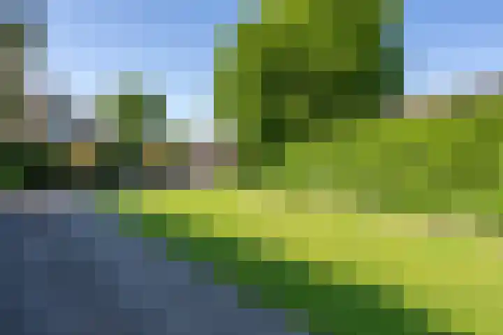 Tureluur 2 Sommelsdijk thumbnail 32