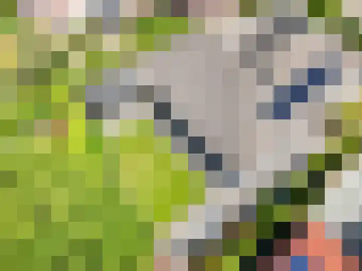 Tureluur 2 Sommelsdijk thumbnail 4