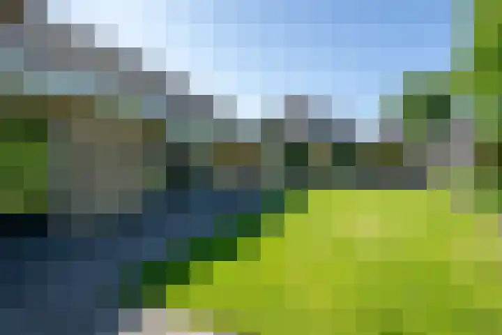 Tureluur 2 Sommelsdijk thumbnail 6
