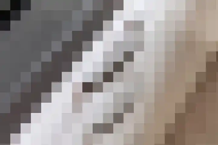 Tureluur 57 Maurik thumbnail 33