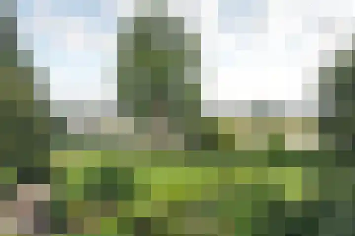 Turfschip 217 Amstelveen thumbnail 23