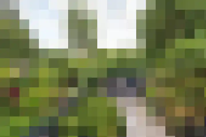 Turfschip 217 Amstelveen thumbnail 6