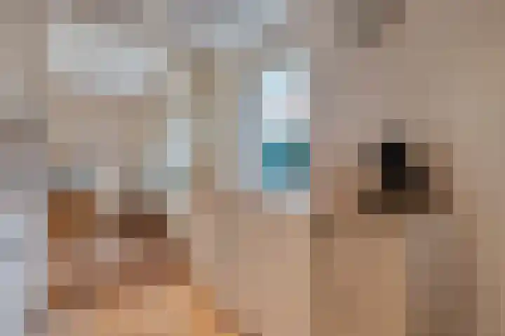 Tuterië 3 Wijhe thumbnail 16