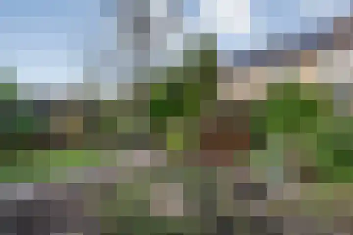 Tuterië 3 Wijhe thumbnail 37