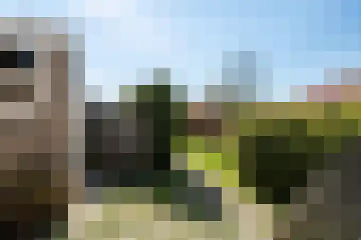 Tywert 18 Wommels thumbnail 18