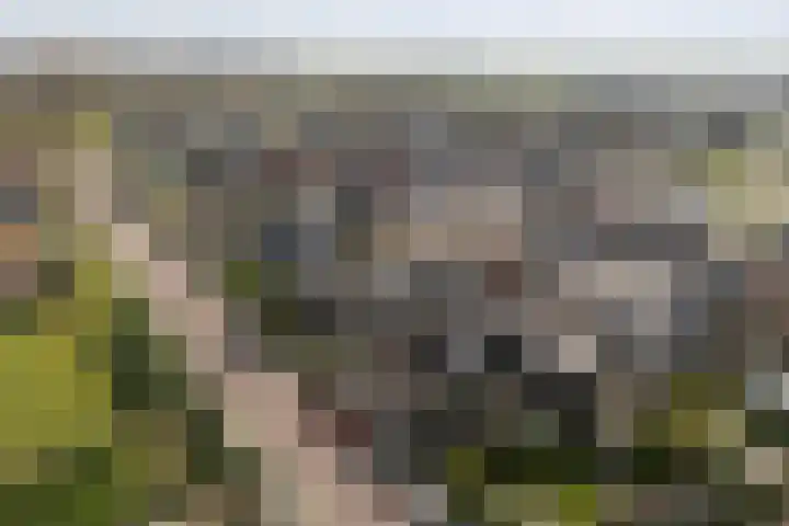 Uniabuert 16 Stiens thumbnail 27