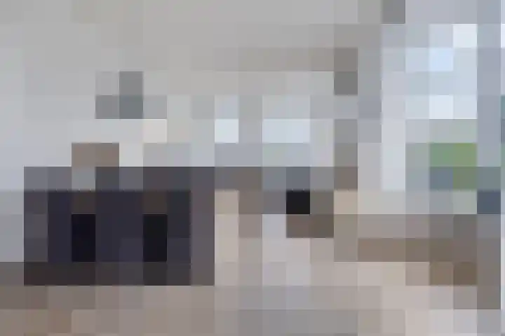 Vaart Zz 11 Appelscha thumbnail 13