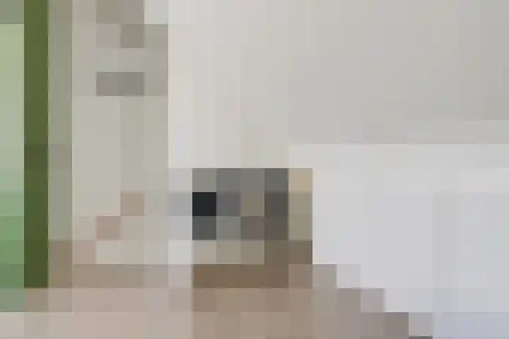 Valeriaan 3 Bladel thumbnail 31