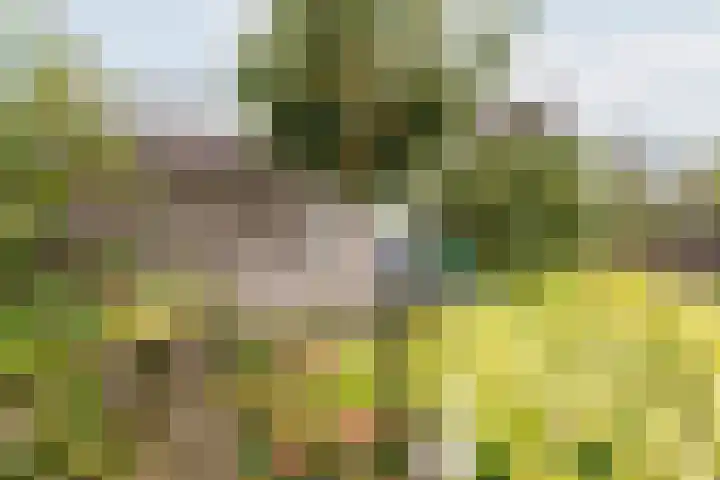 Valeriaan 9 Gendringen thumbnail 33