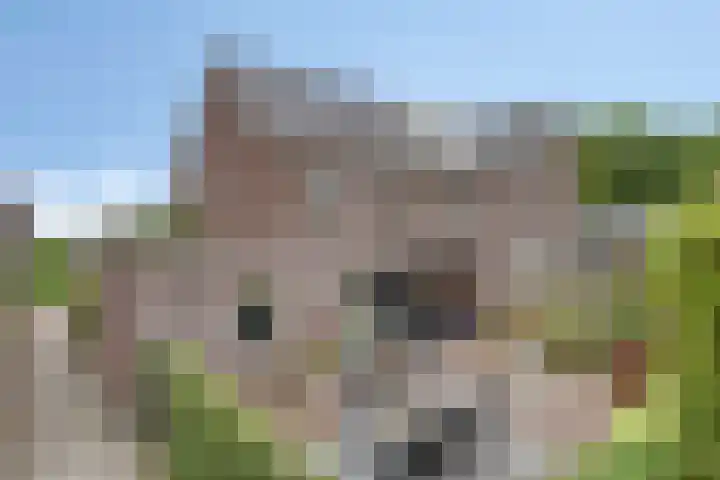 Valkappel 11 Lith thumbnail 40