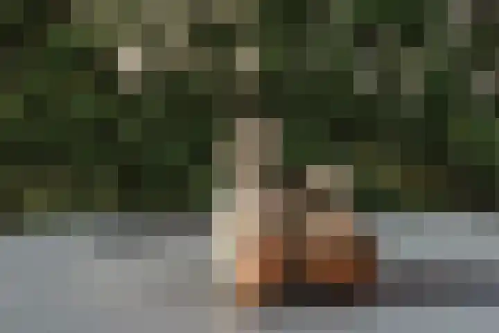Valtherweg 36 079 Exloo thumbnail 35