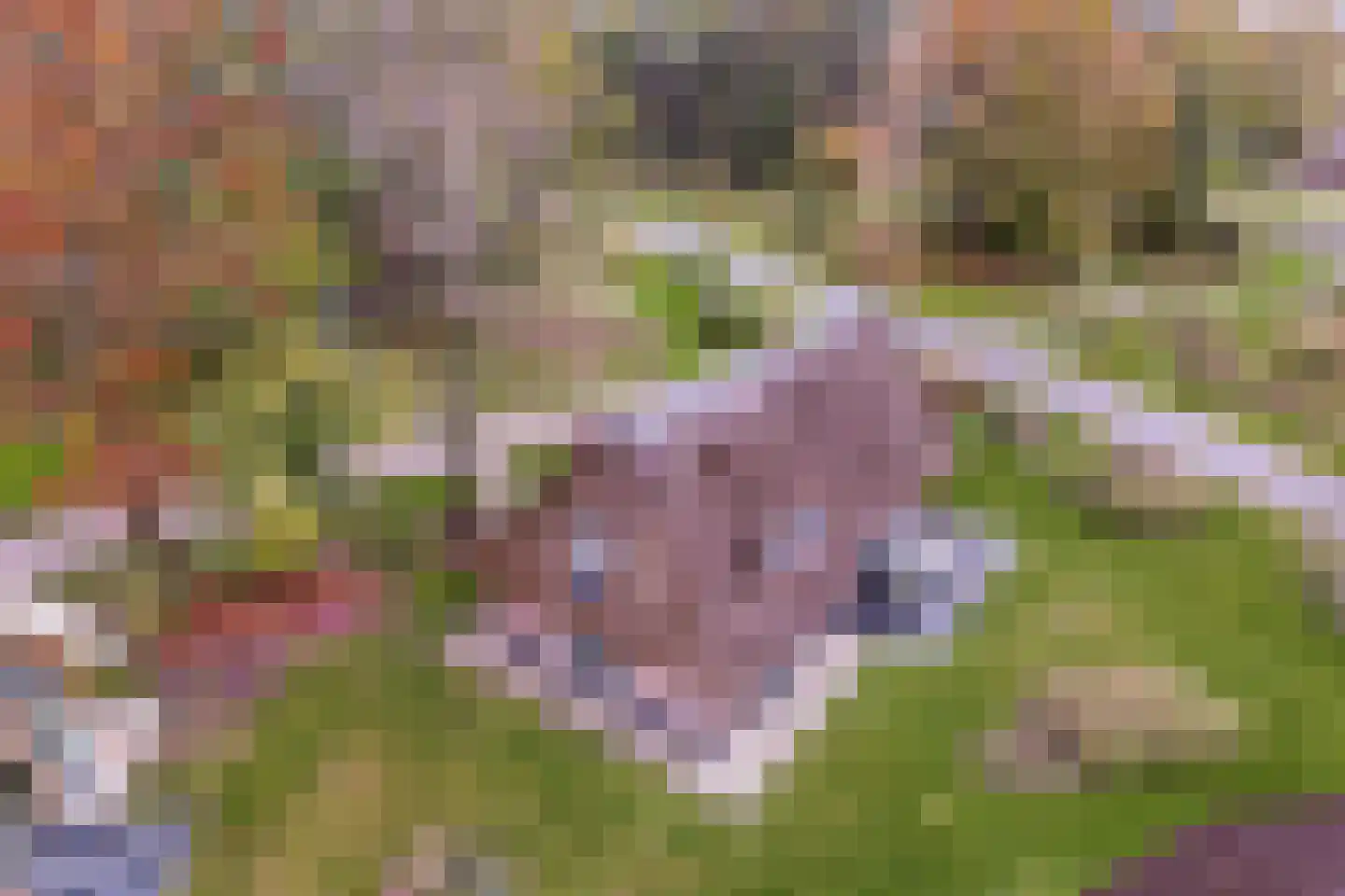 Valtherweg 36 391 Exloo thumbnail 34