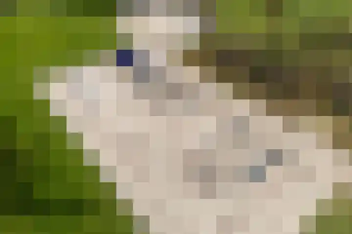 Van Bosseware 23 Zwolle thumbnail 44