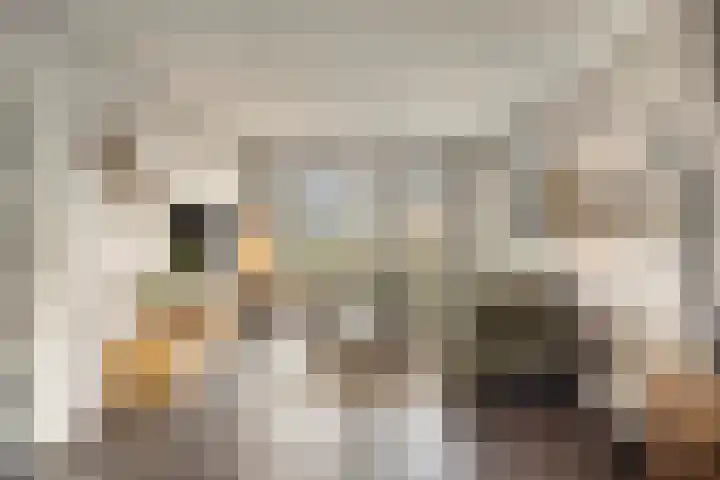 van den Eijndelaan 43 Someren thumbnail 5