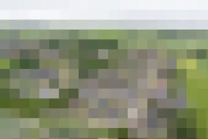 Van der Haerstrjitte 13 Ternaard thumbnail 4