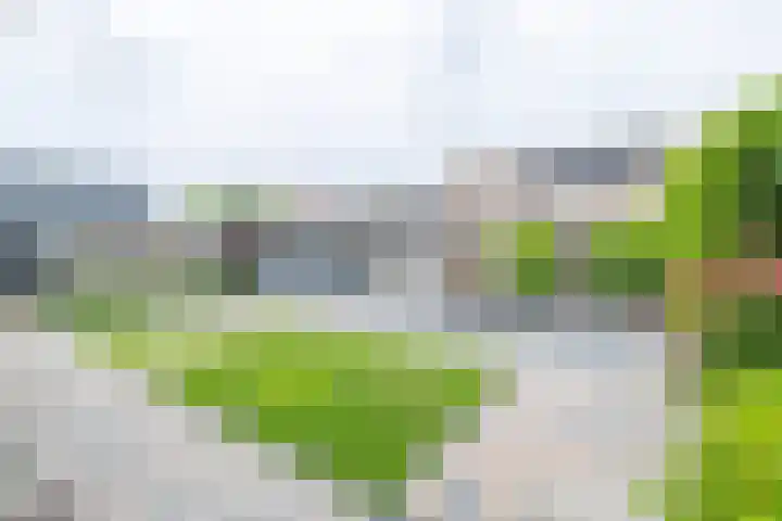 Van der Haerstrjitte 13 Ternaard thumbnail 50