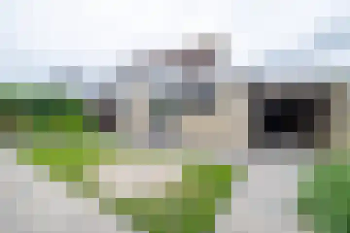 Van der Haerstrjitte 13 Ternaard thumbnail 52