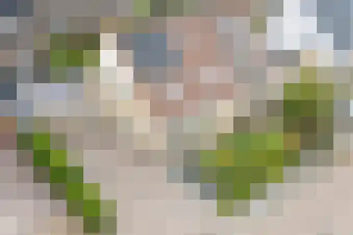 Van der Haerstrjitte 13 Ternaard thumbnail 6