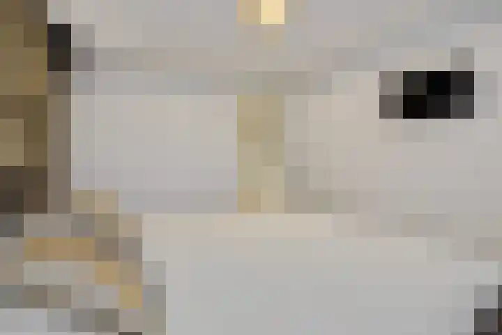 Van Grunsven-erf 16 Heesch thumbnail 21