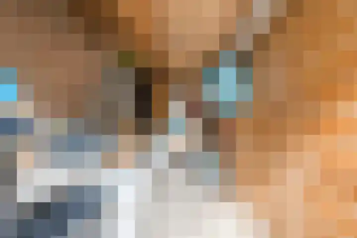 Van Loëstraat 32 Gemert thumbnail 31