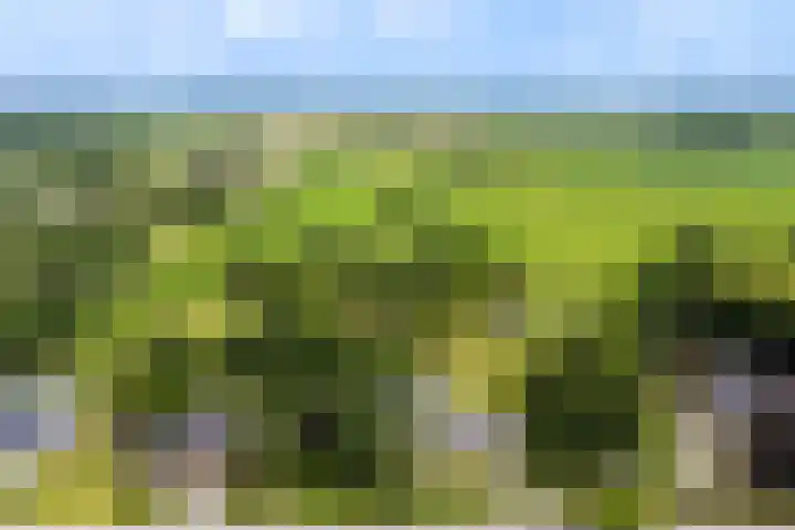 Van Sytzamawei 29 Driezum thumbnail 30