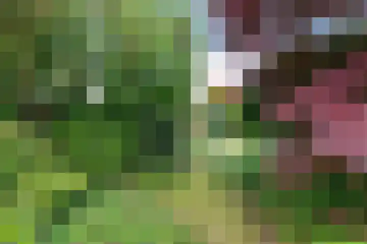 Van Waverenstraat 13 Hillegom thumbnail 47