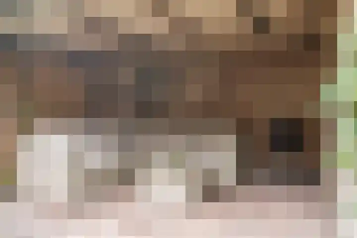 Varelaar 37 Handel thumbnail 44