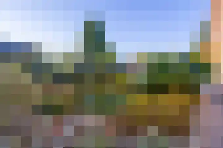 Vederdistel 1 Zeeland thumbnail 40