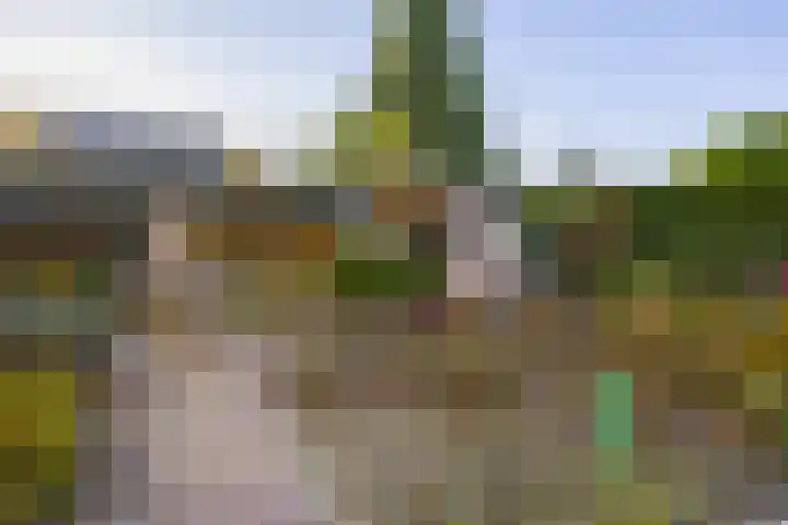 Vederdistel 1 Zeeland thumbnail 41