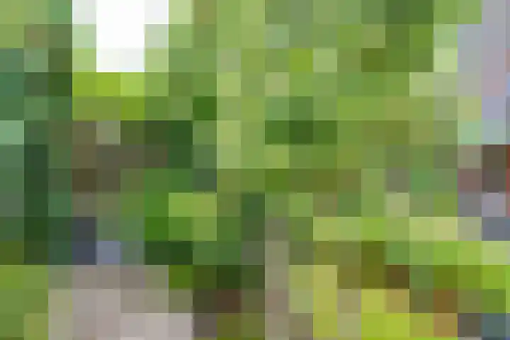Vedergras 8 Houten thumbnail 32