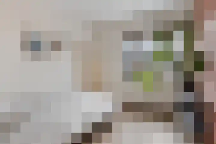Veenmos 87 Boekel thumbnail 15