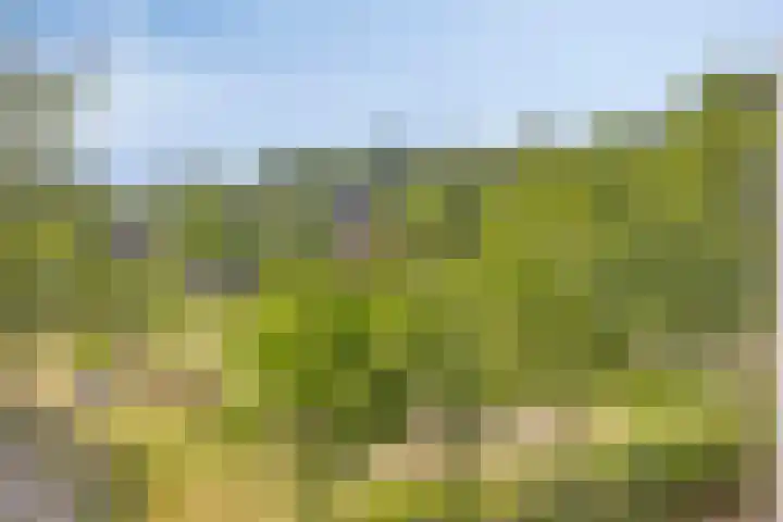 Vegerinkskamp 4 Bathmen thumbnail 40