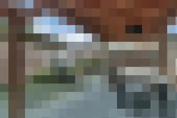 Veldbeemdgras 12 Zwolle thumbnail 32
