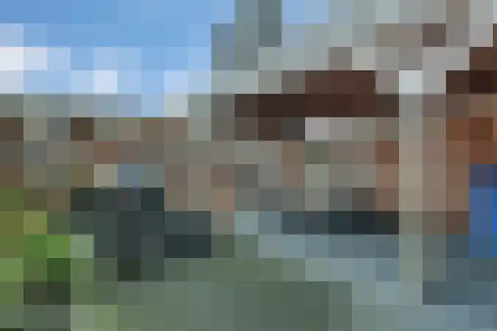 Veldbeemdgras 12 Zwolle thumbnail 33