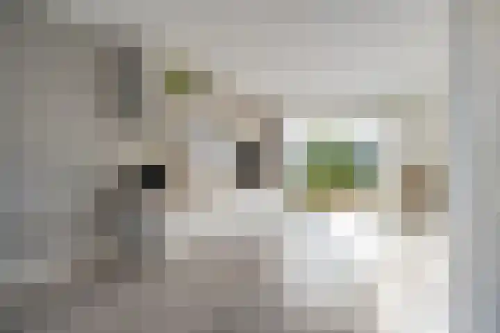 Velduil 22 Raalte thumbnail 17