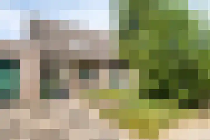 Velduil 31 Emmen thumbnail 8