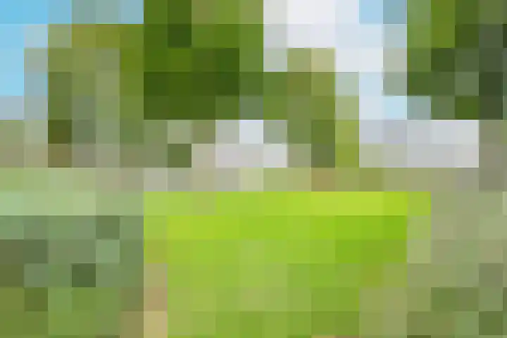 Veltumse Kleffen 36 Venray thumbnail 4