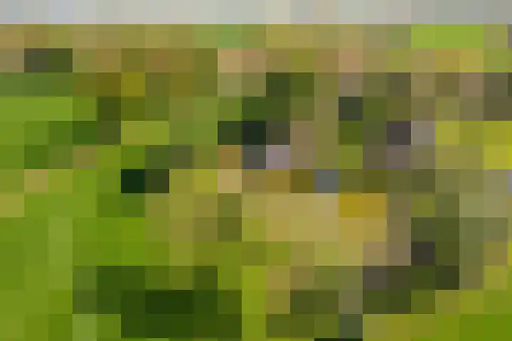 Veluwsedijk 4 Oene thumbnail 52