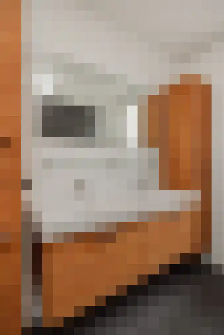 Vendelier 2 Deurne thumbnail 25
