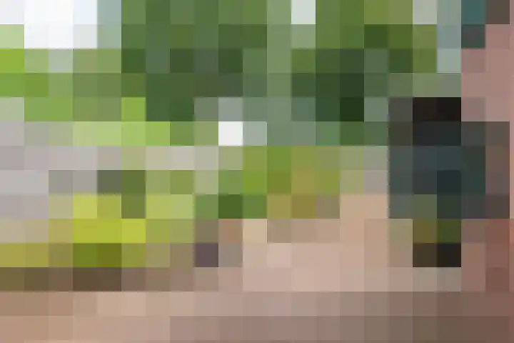 Vendeliers 61 Ulft thumbnail 30
