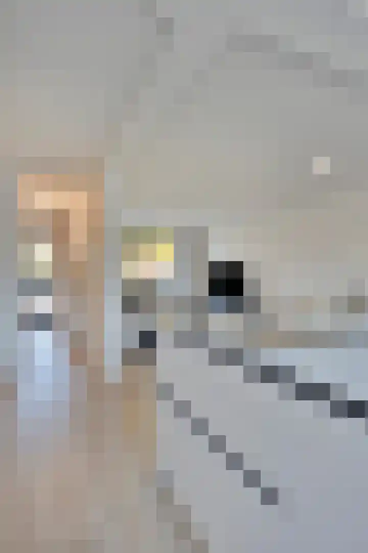 Venkelstraat 56 Arnhem thumbnail 13