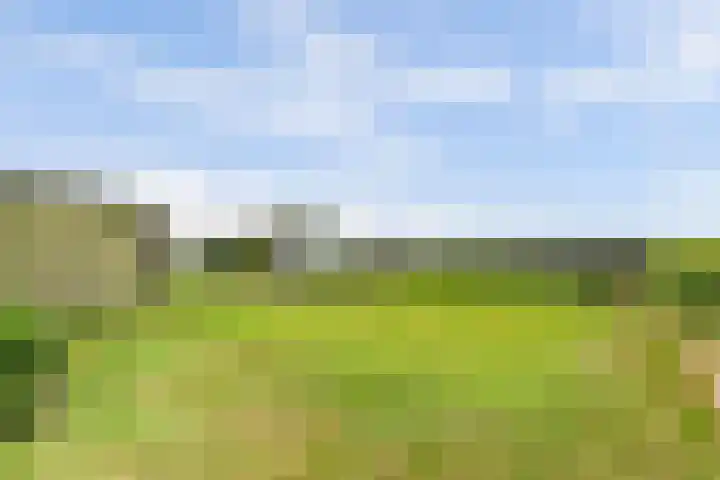 Vennekes 26 Bavel thumbnail 18