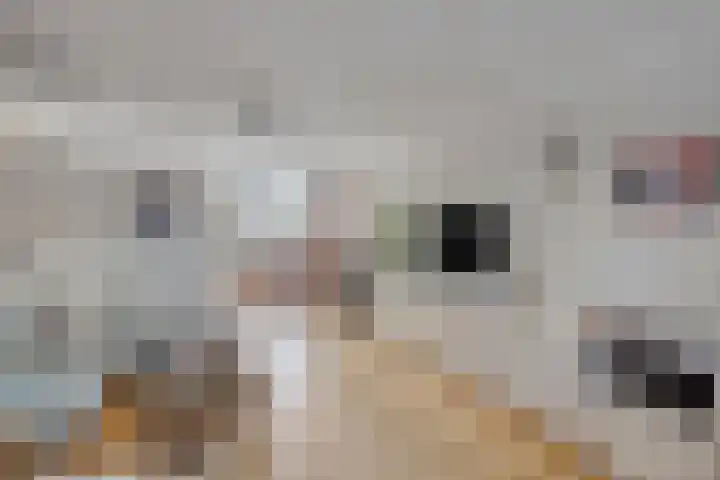 Vennekes 26 Bavel thumbnail 33