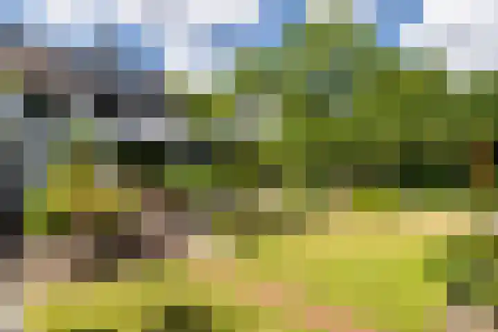 Vennekes 26 Bavel thumbnail 54