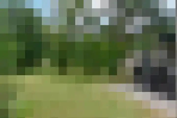Vennenbos 158 Hapert thumbnail 20