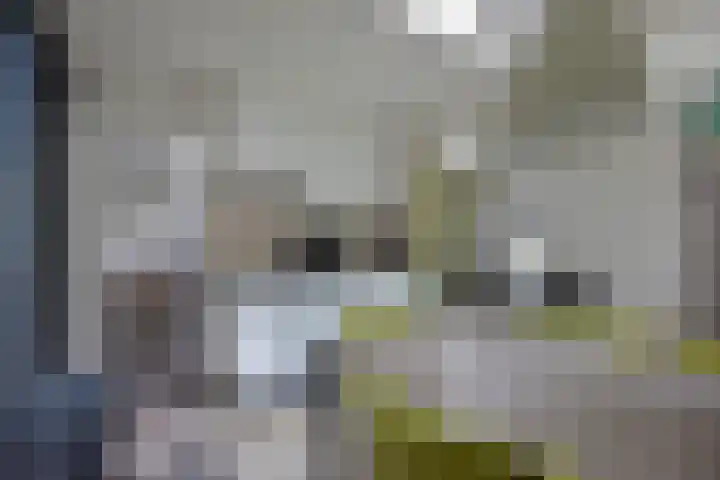 Vennenbos 158 Hapert thumbnail 9