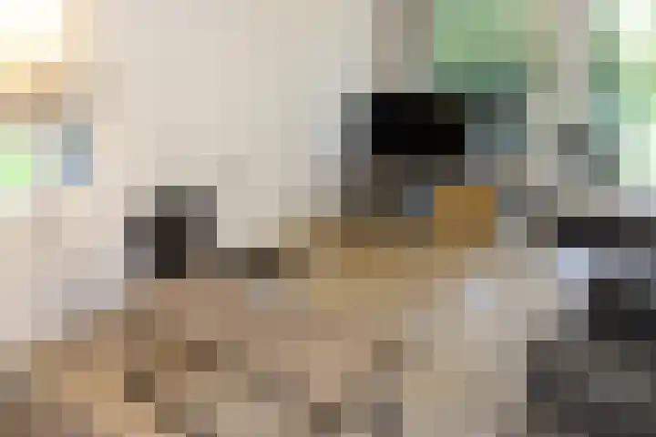 Vennenbos 286 Hapert thumbnail 4